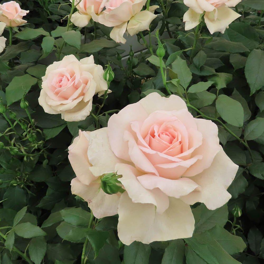 Multi - YouGarden - Harkness Rose Chandos Beauty ® - Bare Root x2 - 2