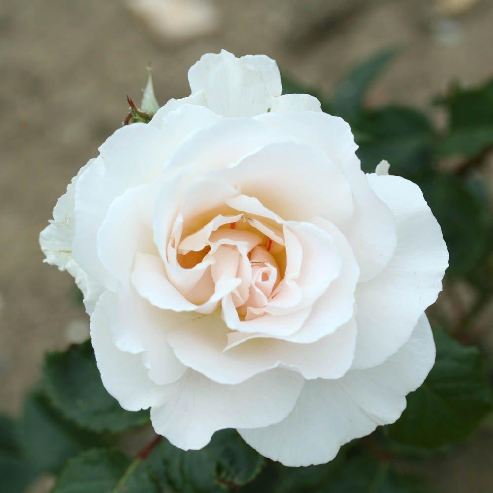 Multi - YouGarden - Rose Margaret Merril ® - Bare Root x 2 - 1
