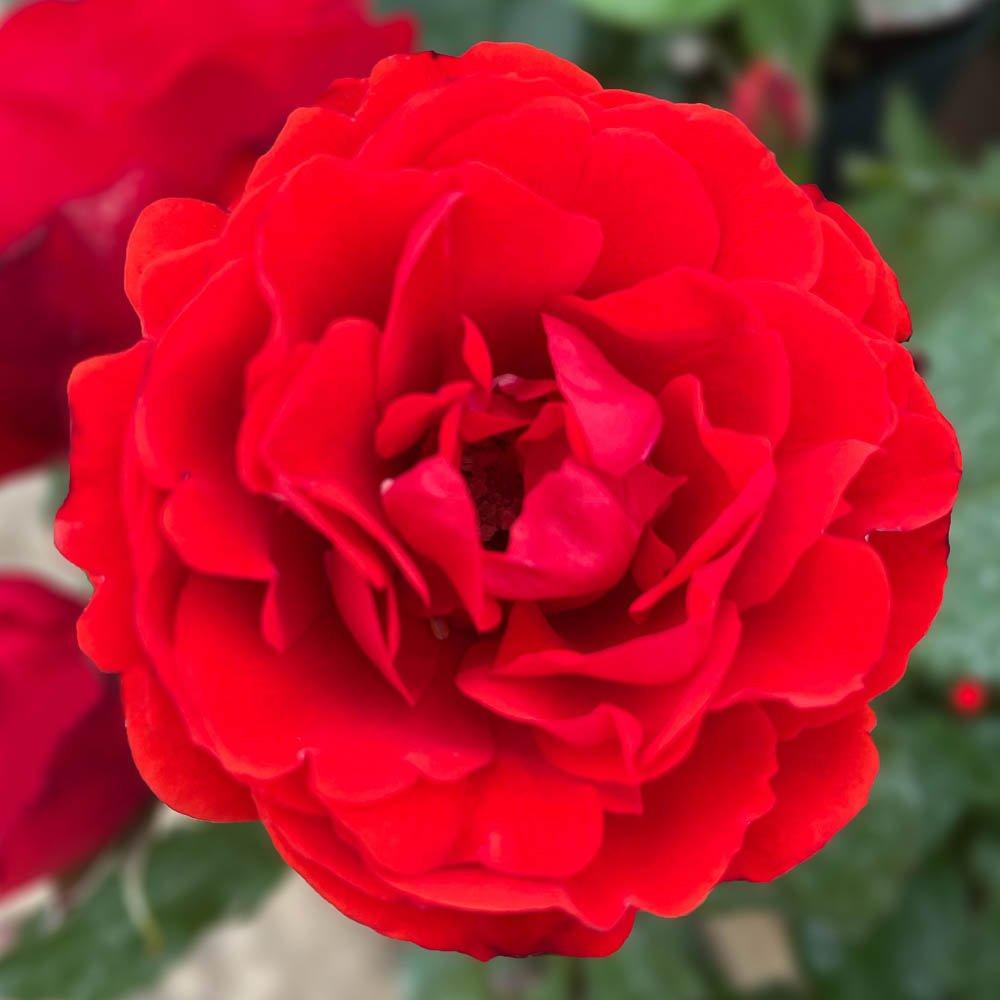 Red - YouGarden - Harkness Rose Remembrance ™ - Bare Root x2 - 1