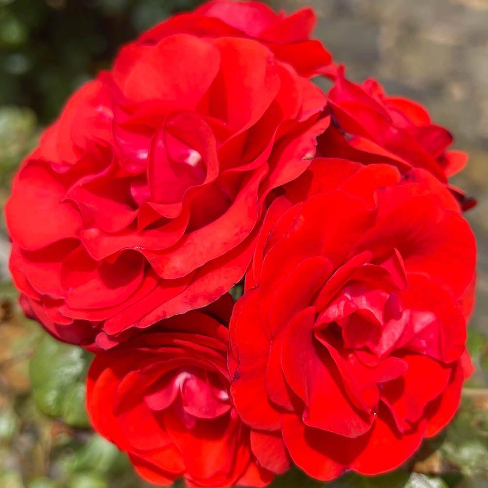 Red - YouGarden - Harkness Rose Remembrance ™ - Bare Root x2 - 2