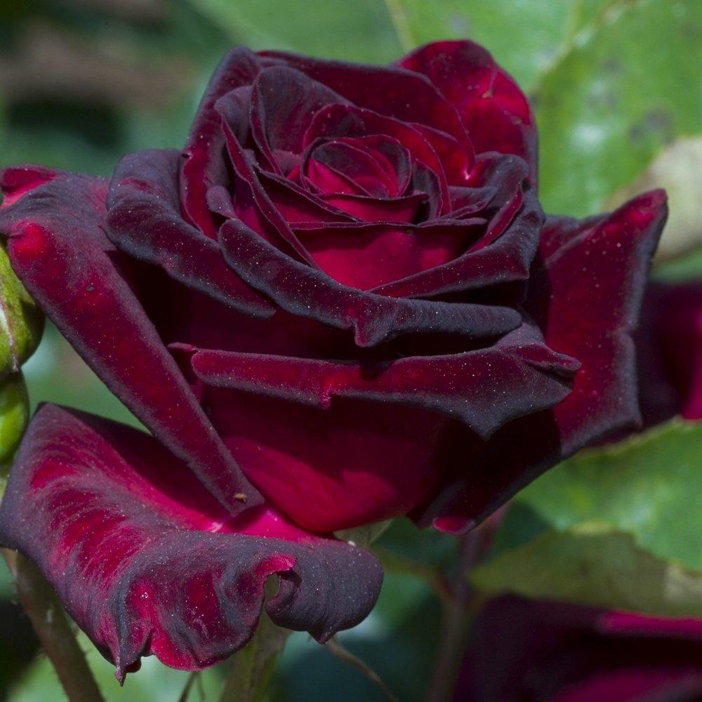 Multi - YouGarden - Pair of Bare Root Roses - Black Baccara - 1