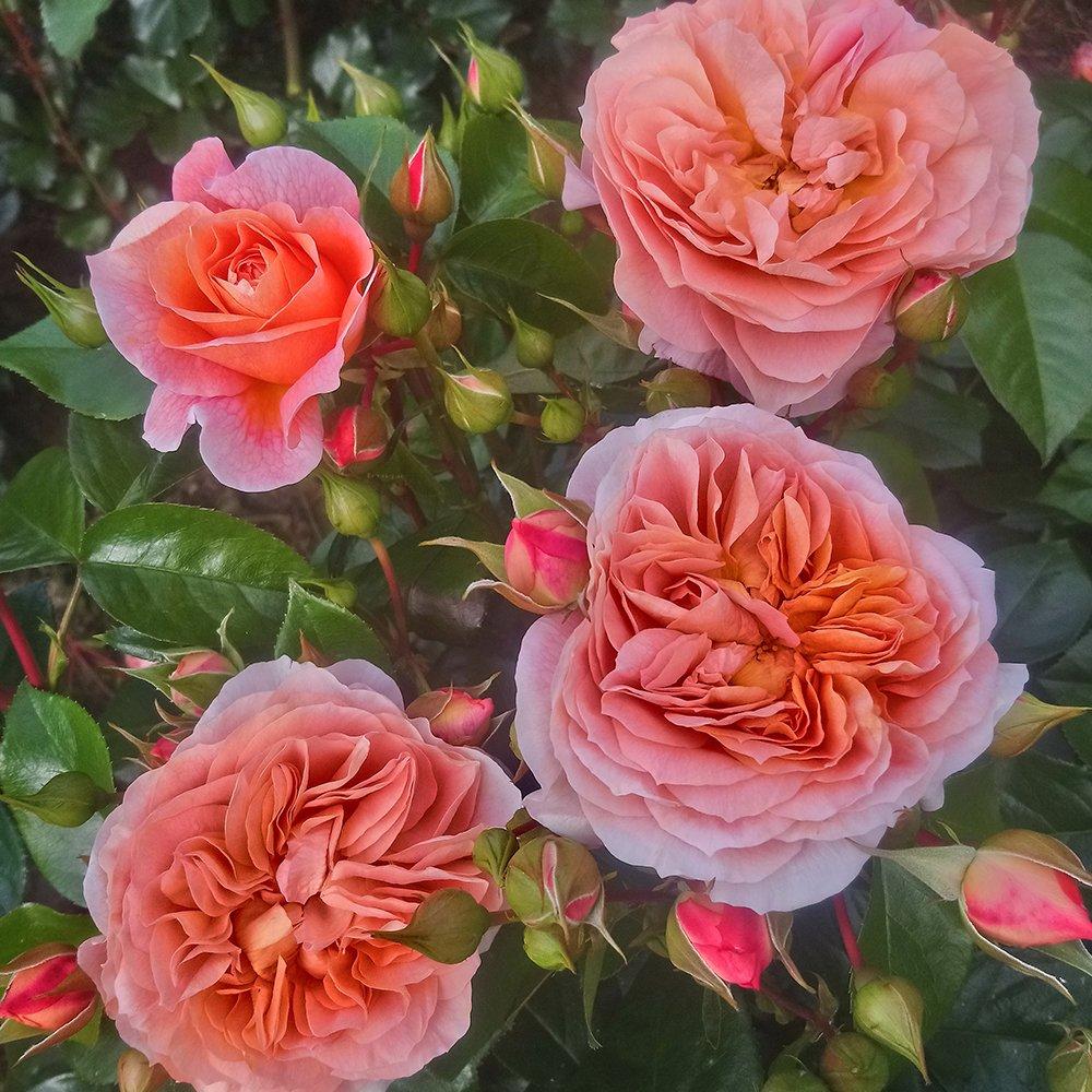 Multi - YouGarden - Pair of Bare Root Roses - Its a Wonderful Life - 1