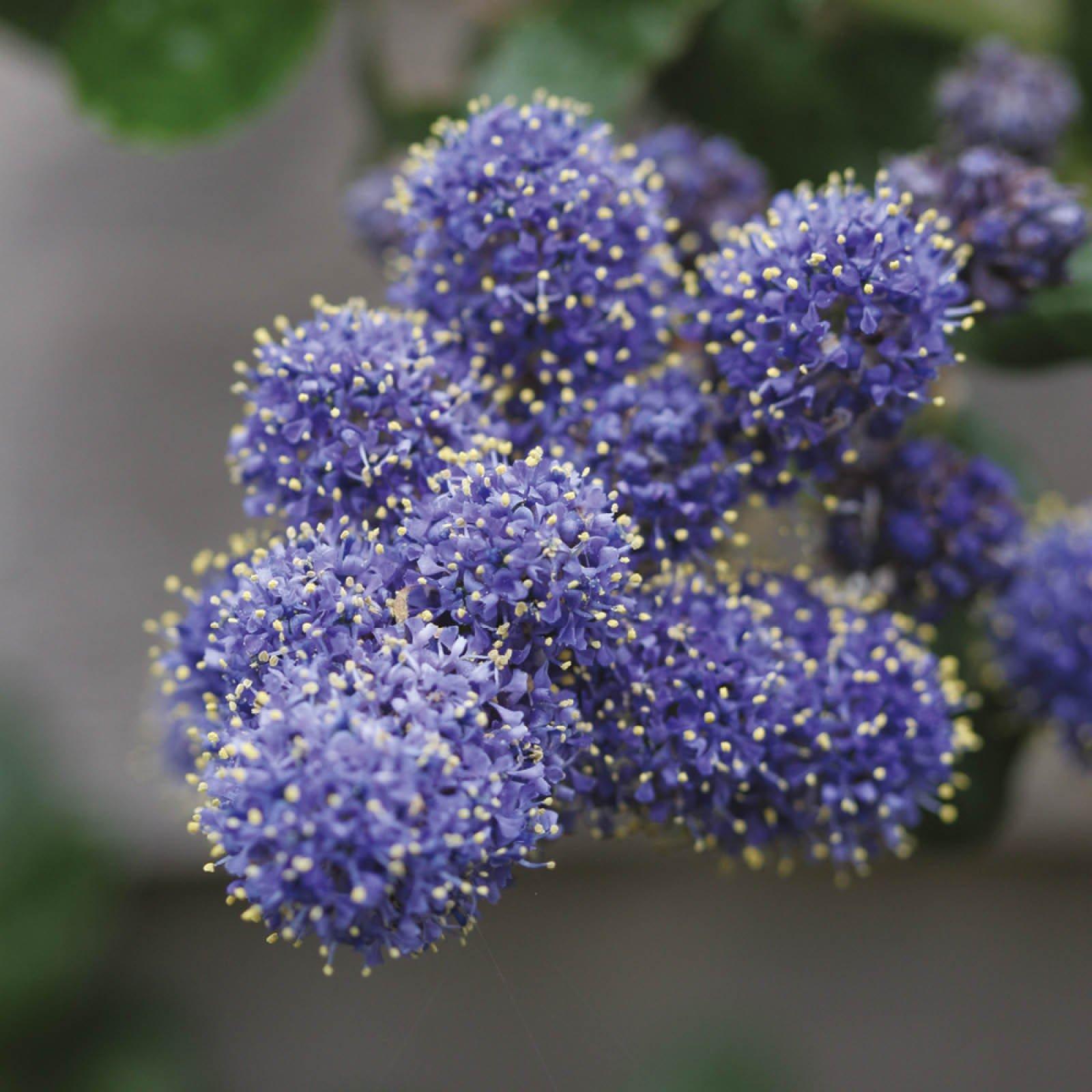 Blue - YouGarden - Ceanothus Pyramid (Tythyrsiflorus repens) - 17cm P - 1