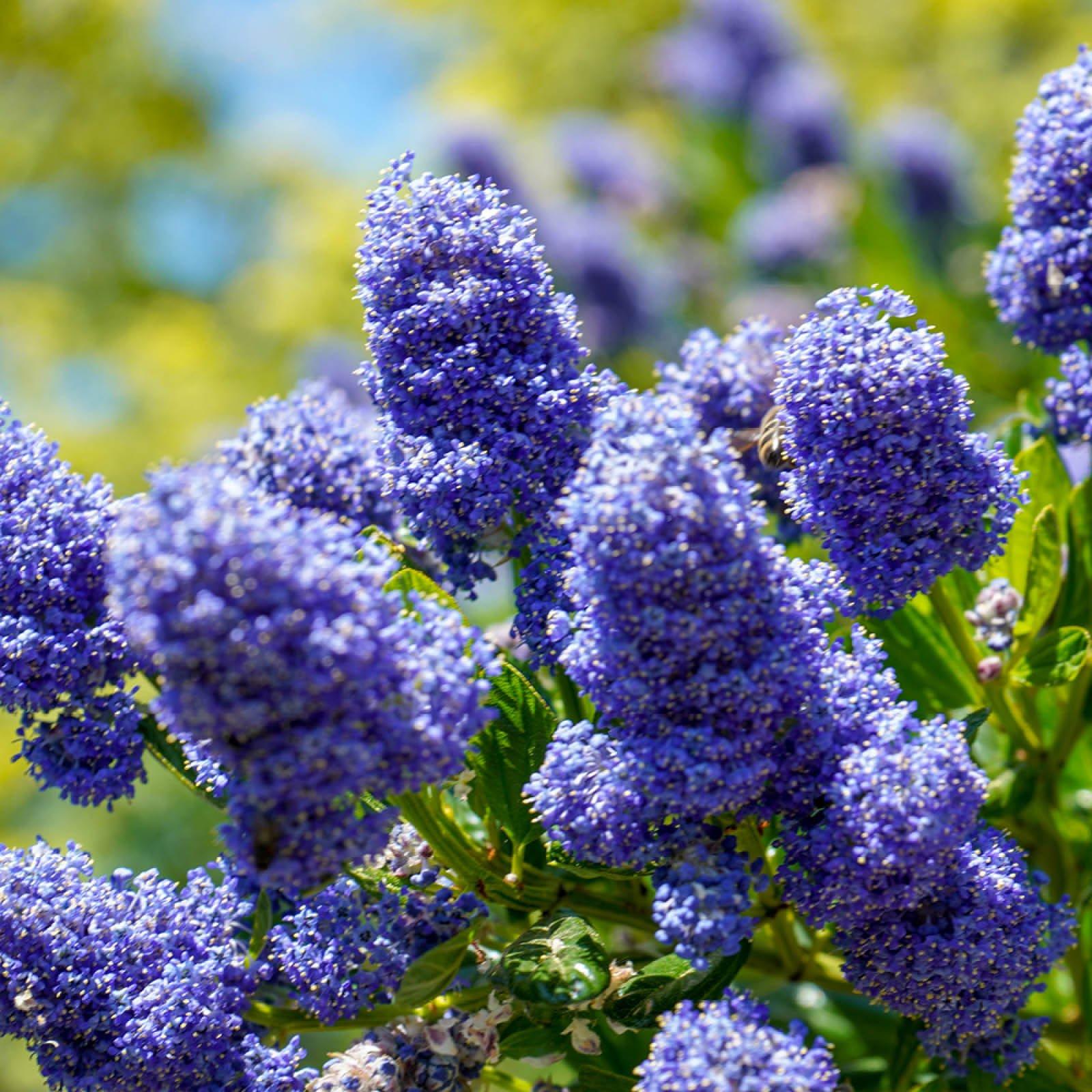 Blue - YouGarden - Ceanothus Pyramid (Tythyrsiflorus repens) - 17cm P - 2