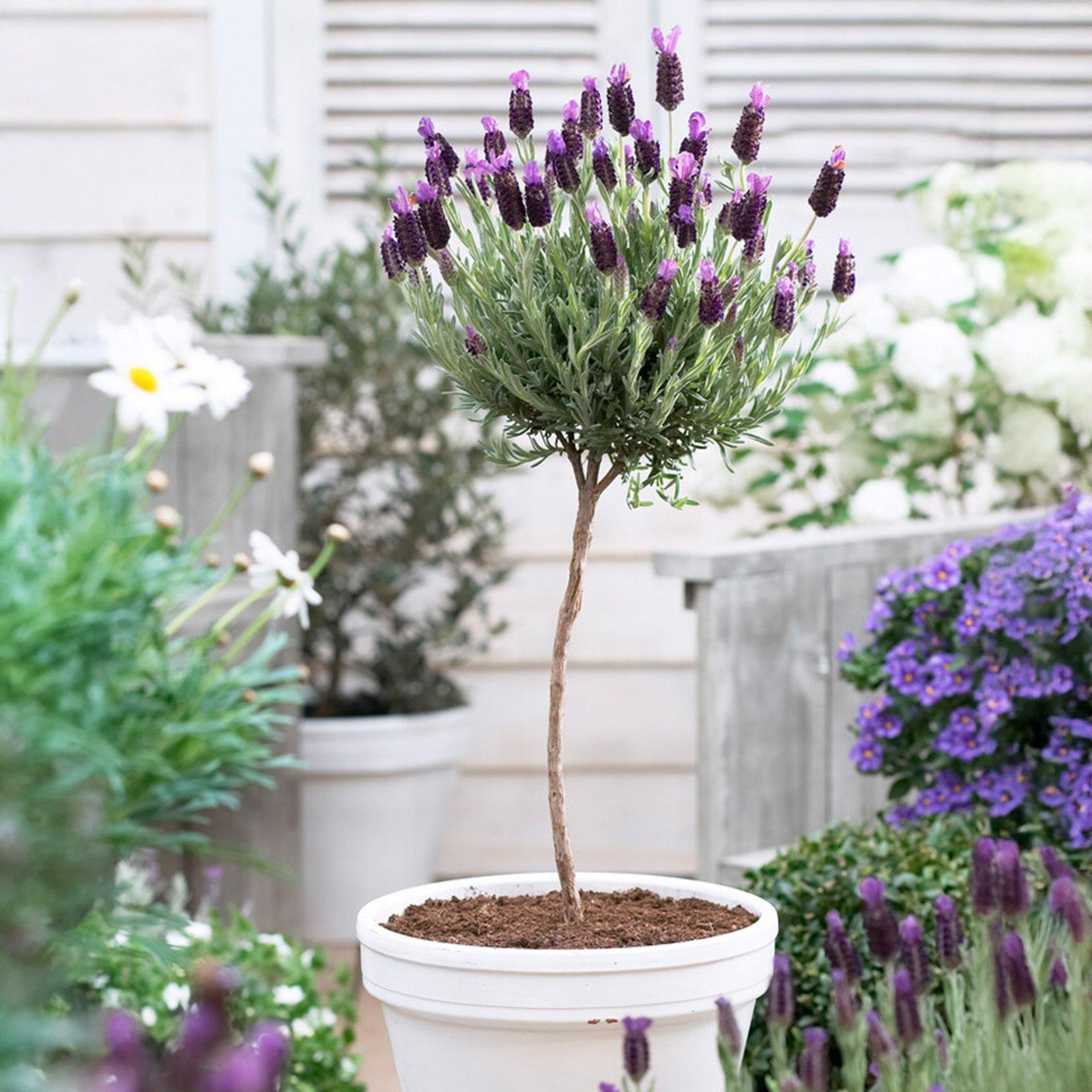 Purple - YouGarden - Lavender Mini Standard (Anouk) - 12cm Pot