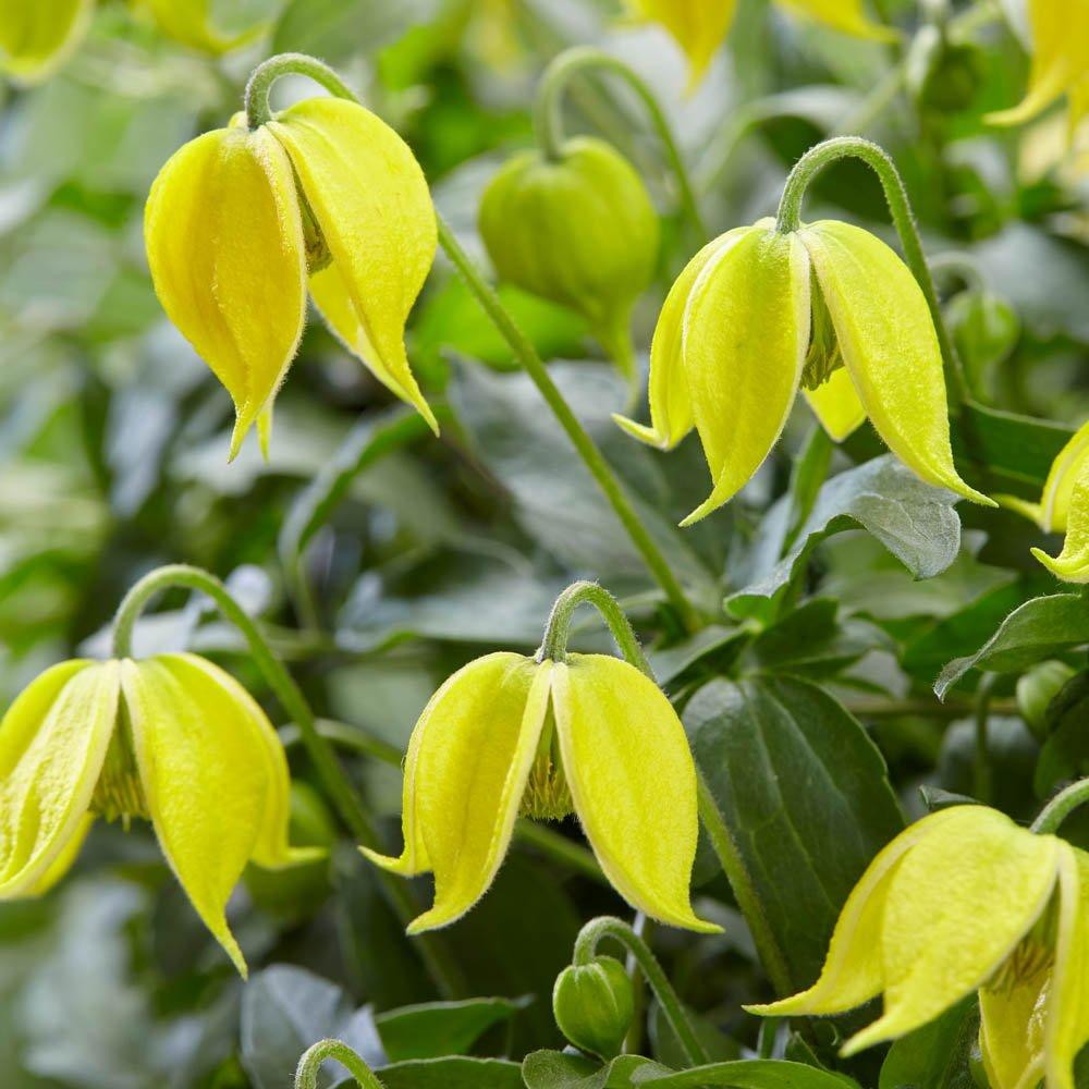 Yellow - YouGarden - Clematis Little Lemons (3 x 7cm Pots) - 1