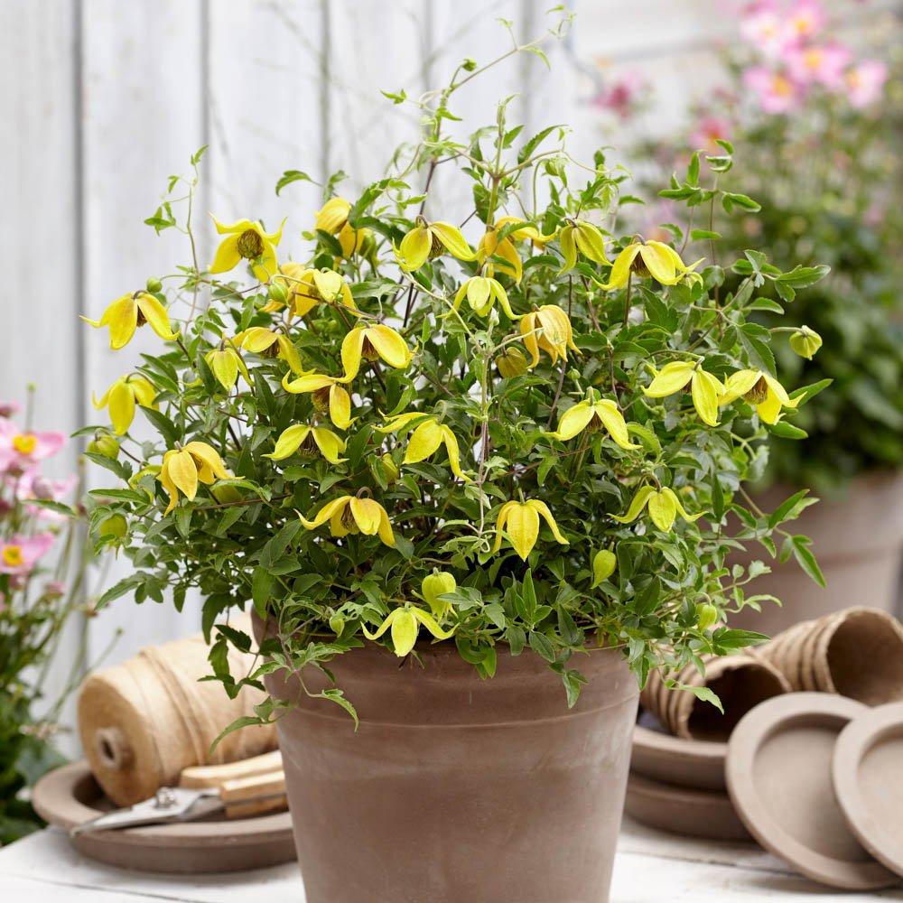 Yellow - YouGarden - Clematis Little Lemons (3 x 7cm Pots) - 2