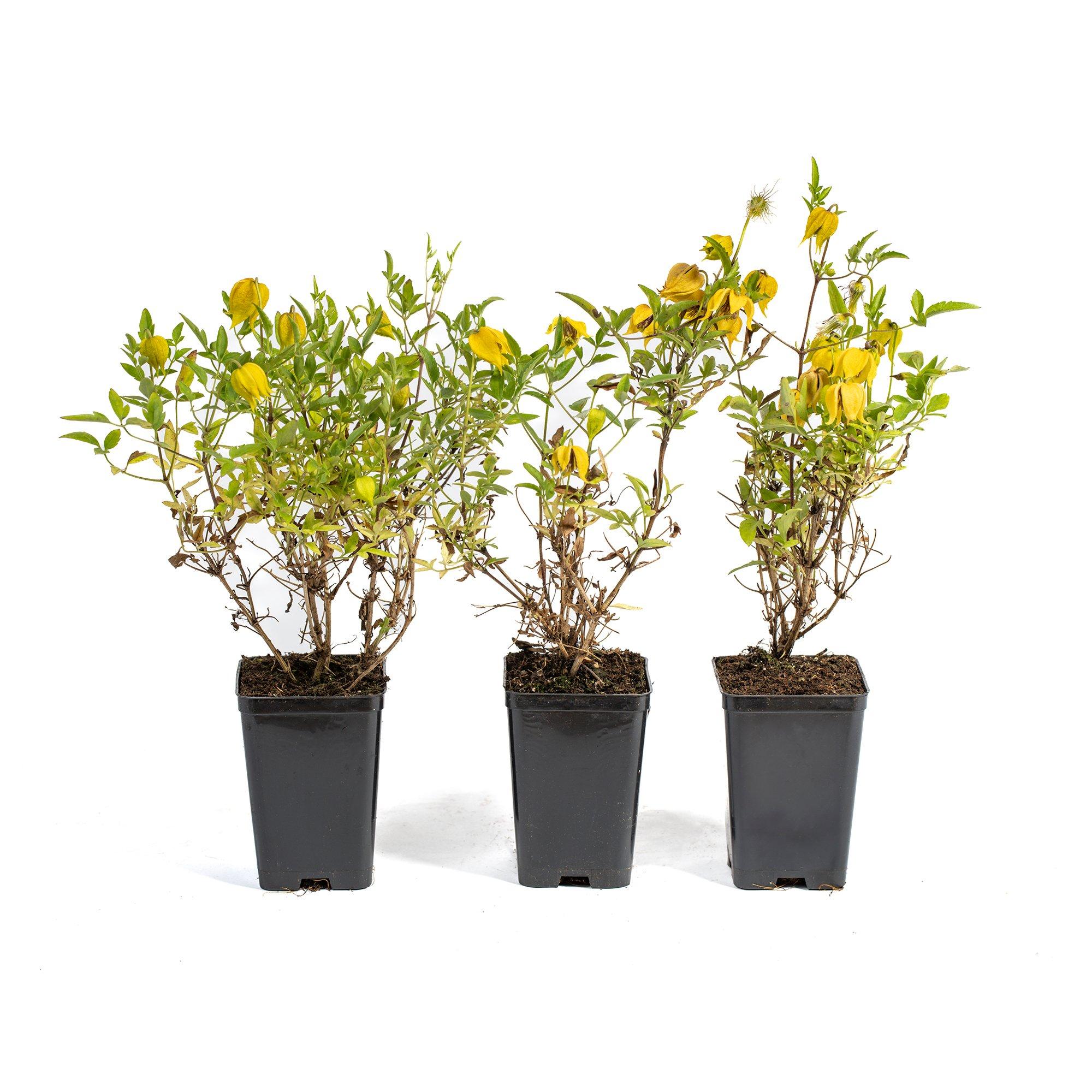 Yellow - YouGarden - Clematis Little Lemons (3 x 7cm Pots) - 3
