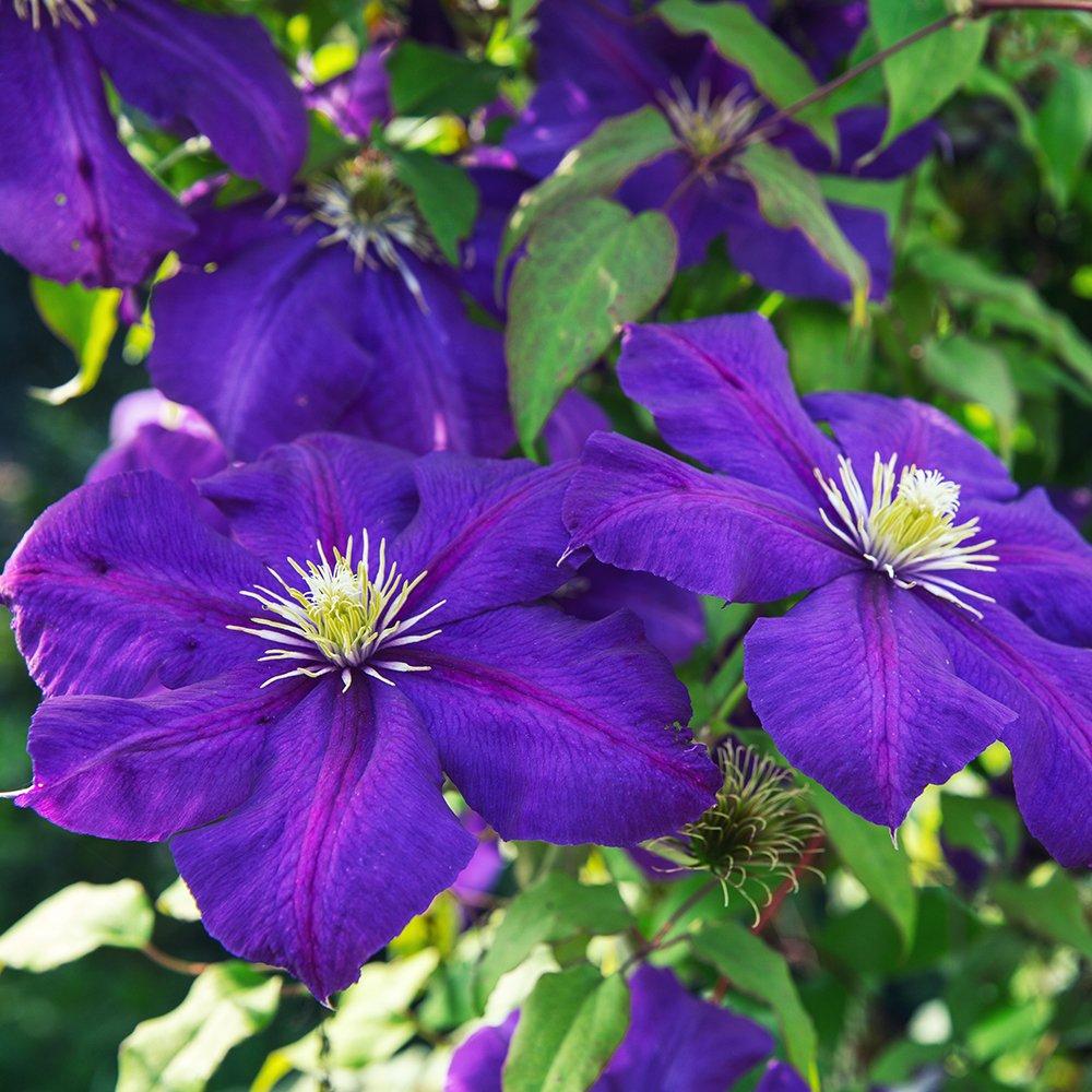 Multi - YouGarden - Clematis Summer Collection (3 x 9cm Pots) - 1