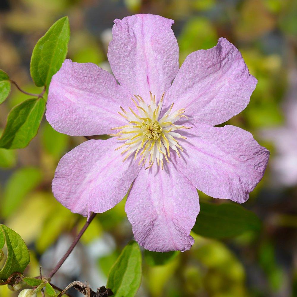 Multi - YouGarden - Clematis Summer Collection (3 x 9cm Pots) - 2