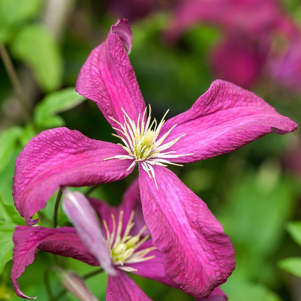 Multi - YouGarden - Clematis Summer Collection (3 x 9cm Pots) - 3