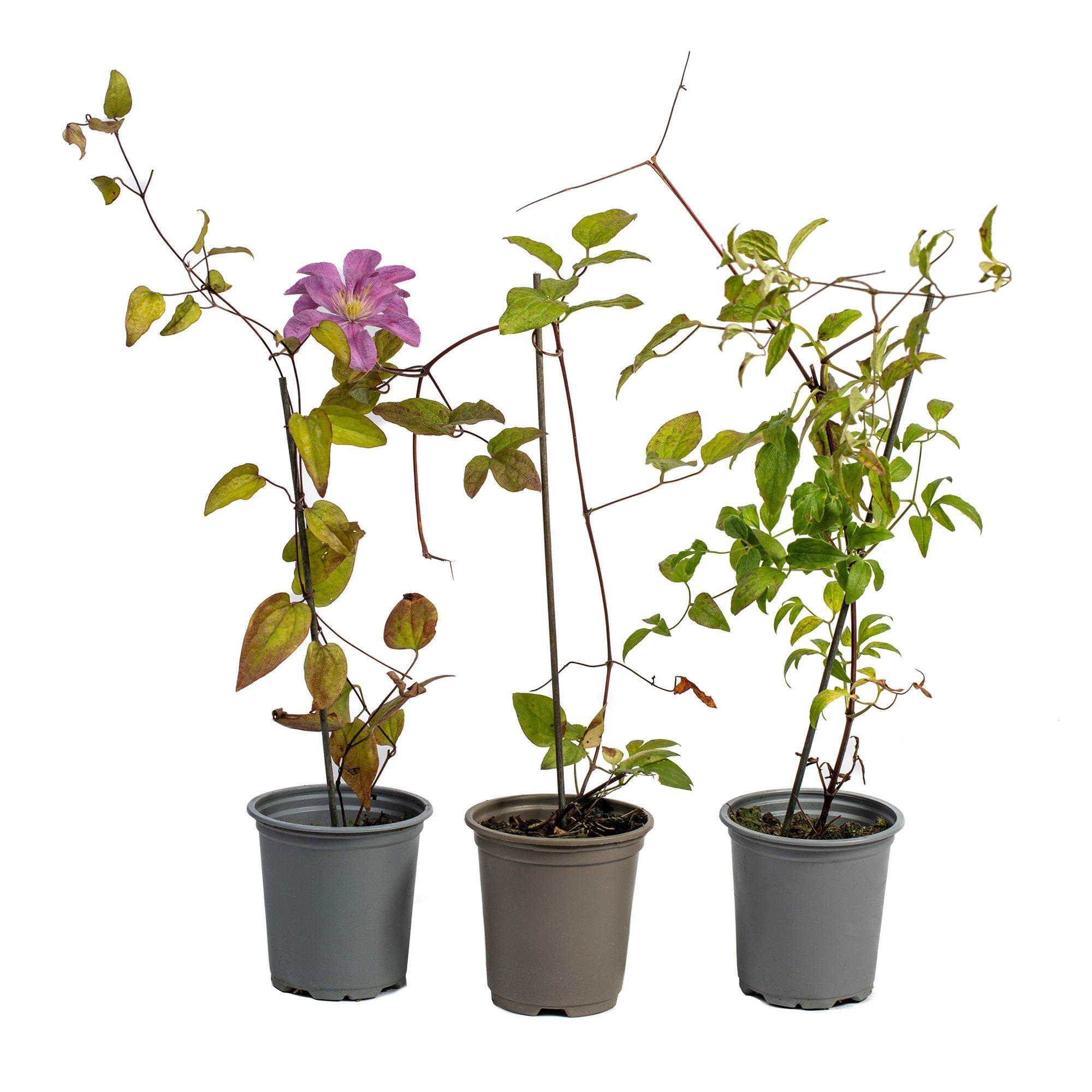 Multi - YouGarden - Clematis Summer Collection (3 x 9cm Pots) - 4
