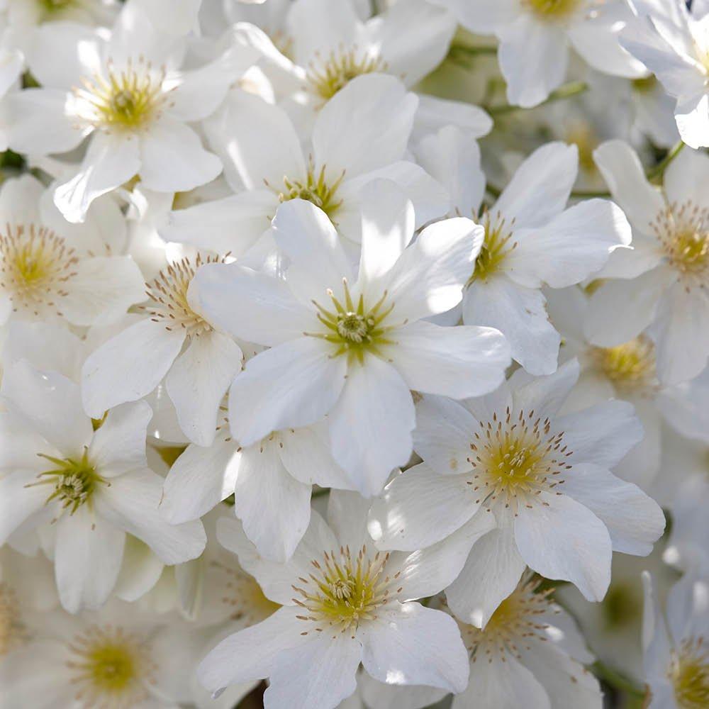 White - YouGarden - Pair of Clematis Avalanche (2L Pots) - 1