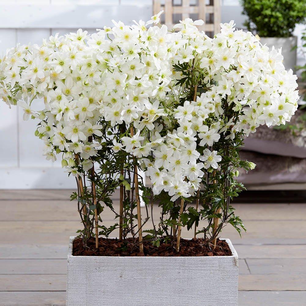 White - YouGarden - Pair of Clematis Avalanche (2L Pots) - 2