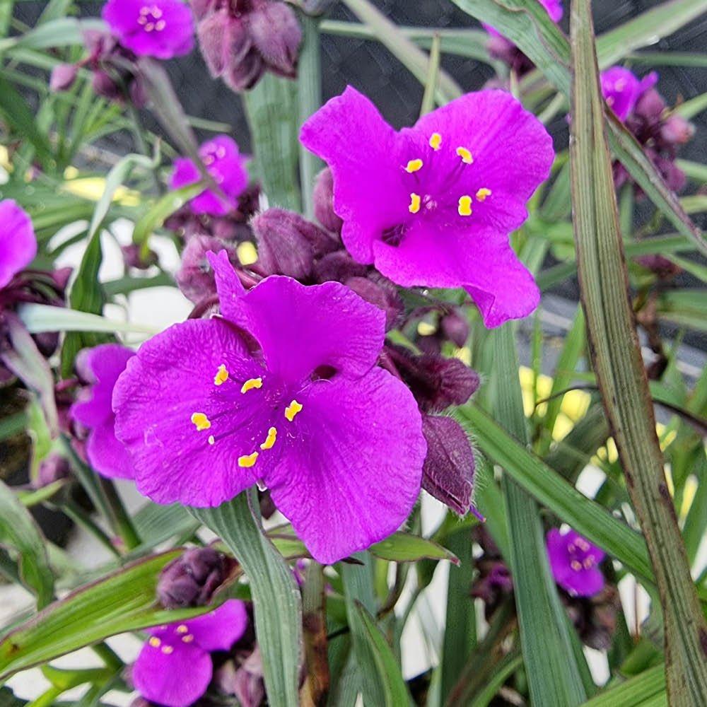 Purple - YouGarden - Spiderwort (Tradescantia Brainstorm) - 3 x 9cm Pot - 1