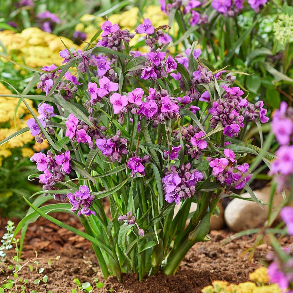 Purple - YouGarden - Spiderwort (Tradescantia Brainstorm) - 3 x 9cm Pot - 2