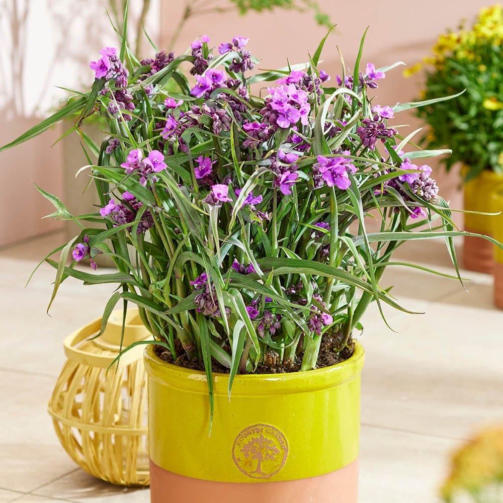 Purple - YouGarden - Spiderwort (Tradescantia Brainstorm) - 3 x 9cm Pot - 3