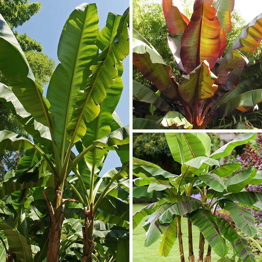 Multi - YouGarden - Banana Plant Collection (3 x 9cm Pots) - 1