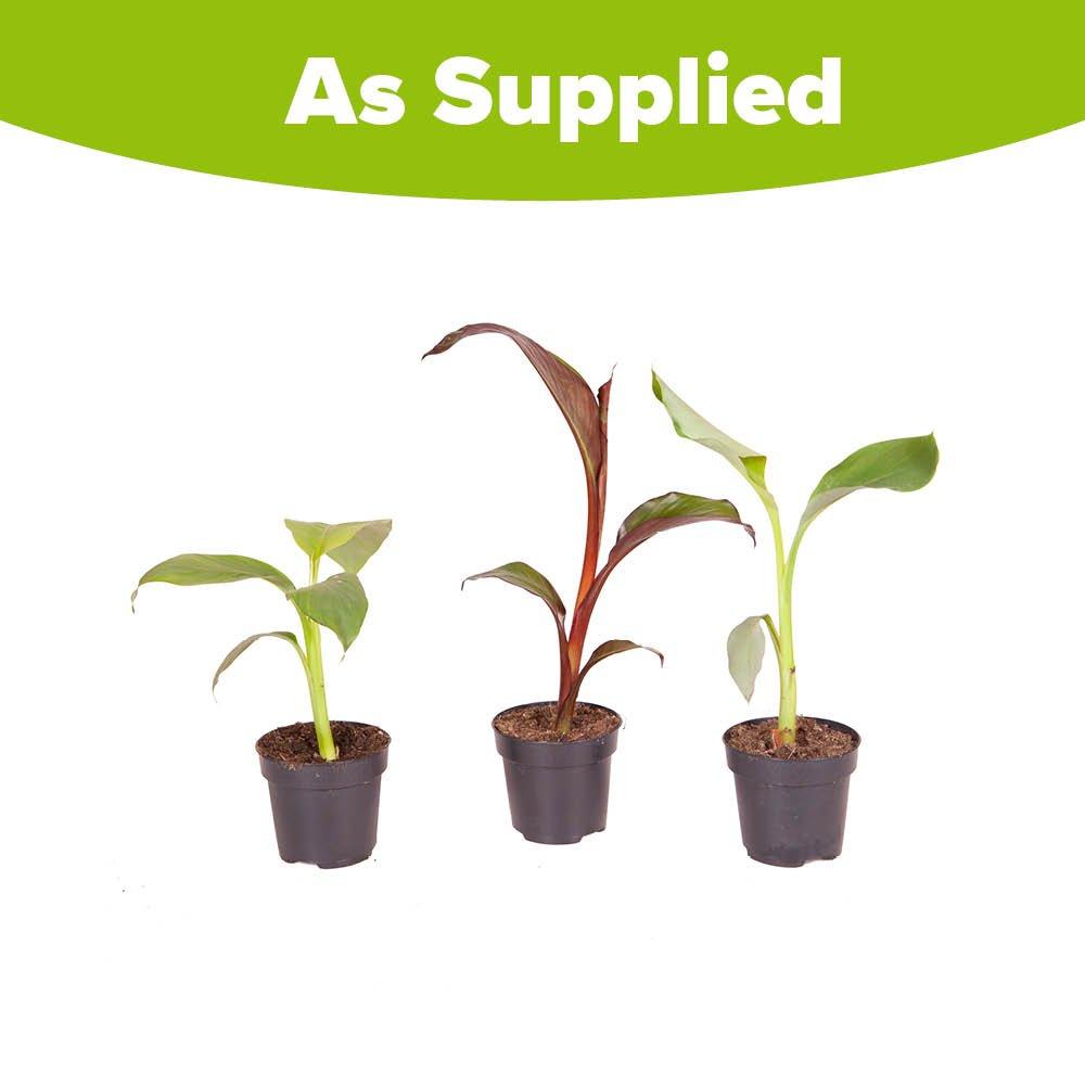 Multi - YouGarden - Banana Plant Collection (3 x 9cm Pots) - 2