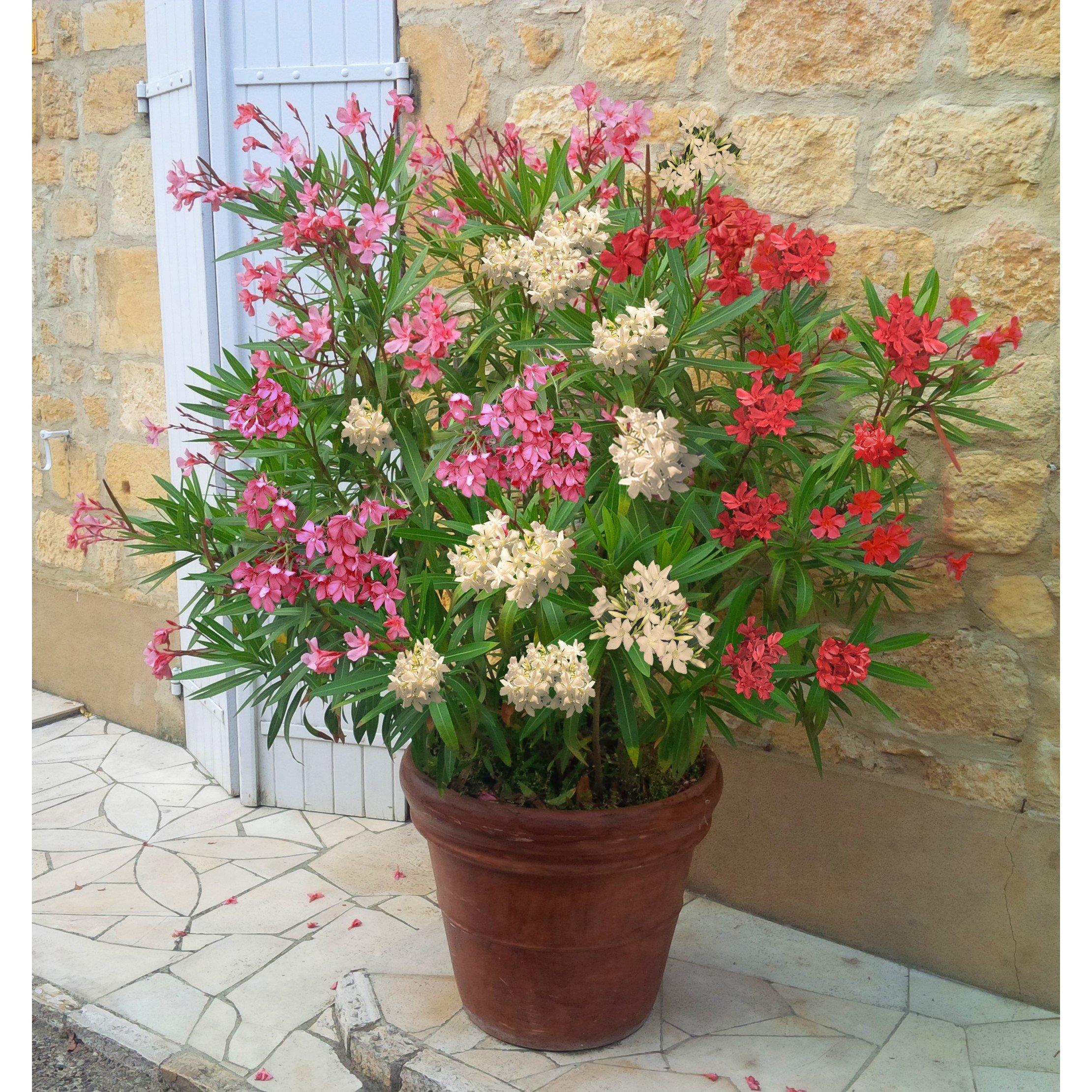 Yougarden  Pair Of Oleander Bushes Tricolour (15Cm Pots) -  - 2x15cm pot