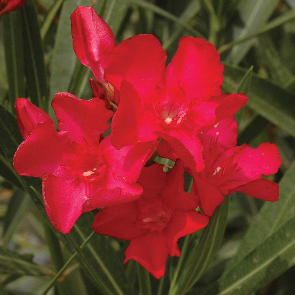 Yougarden  Oleander Bush Jannoch 15Cm Red - 15cm pot