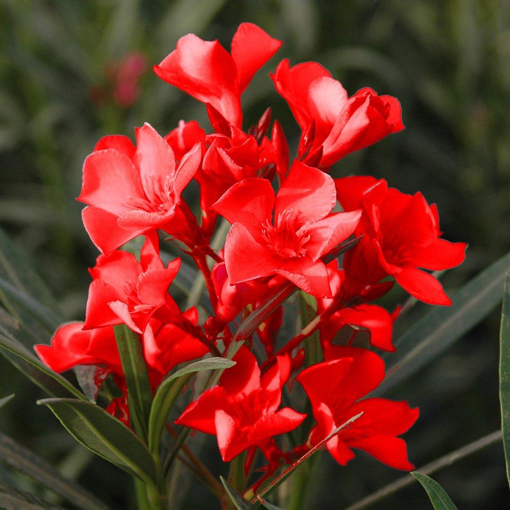 Red - YouGarden - Oleander Bush Red Jannoch 15cm - 2