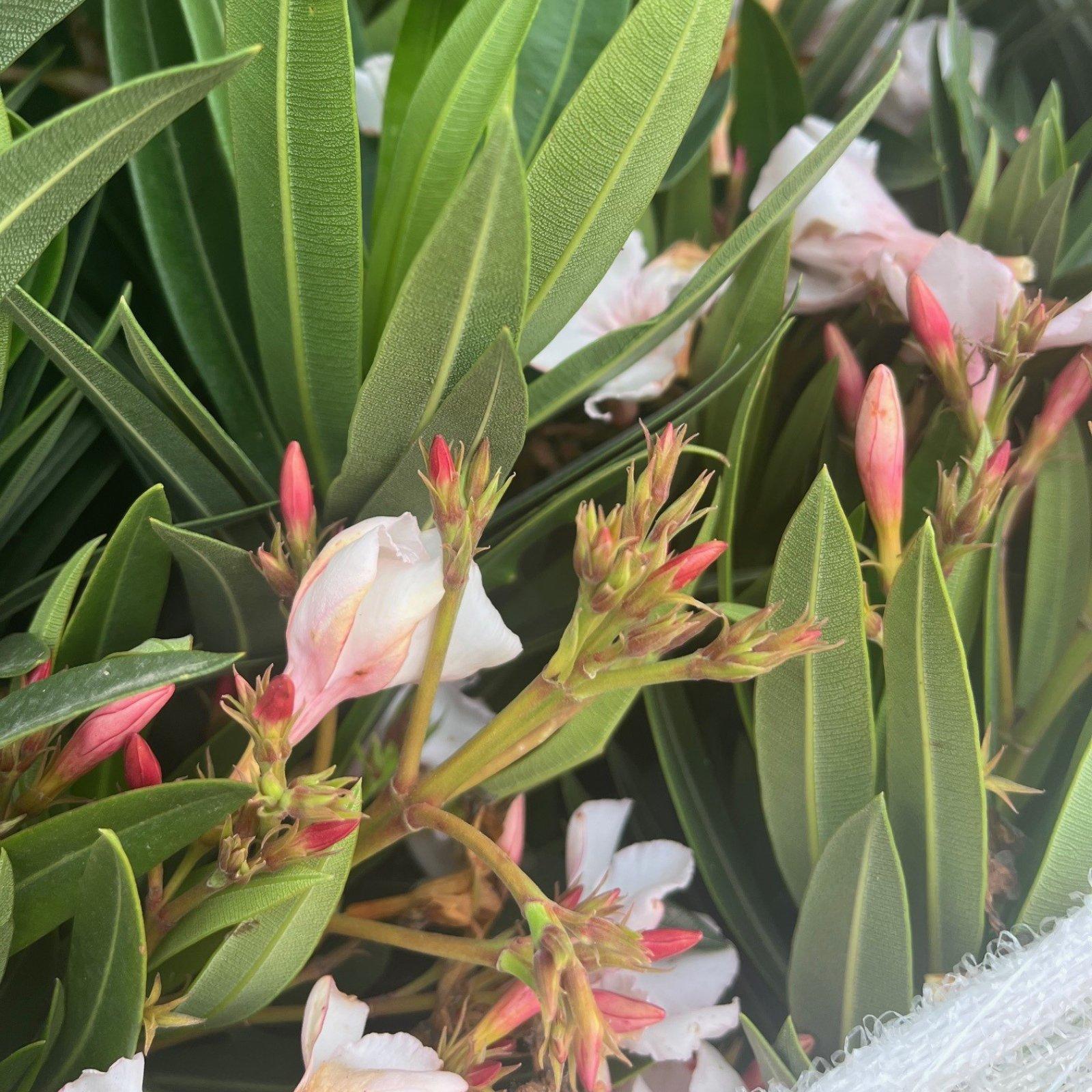 White - YouGarden - Oleander Bush White Soeur Agnes 15cm - 2