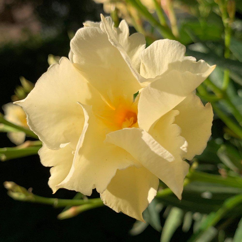 Yougarden  Oleander Bush Angiolo Pucci 15Cm Yellow - 15cm pot