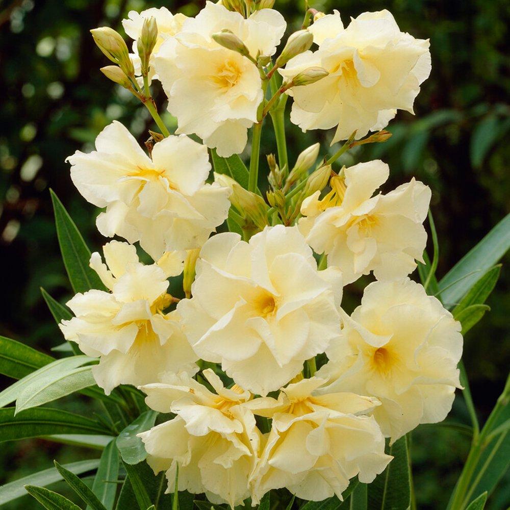 Yellow - YouGarden - Oleander Bush Yellow Angiolo Pucci 15cm - 2