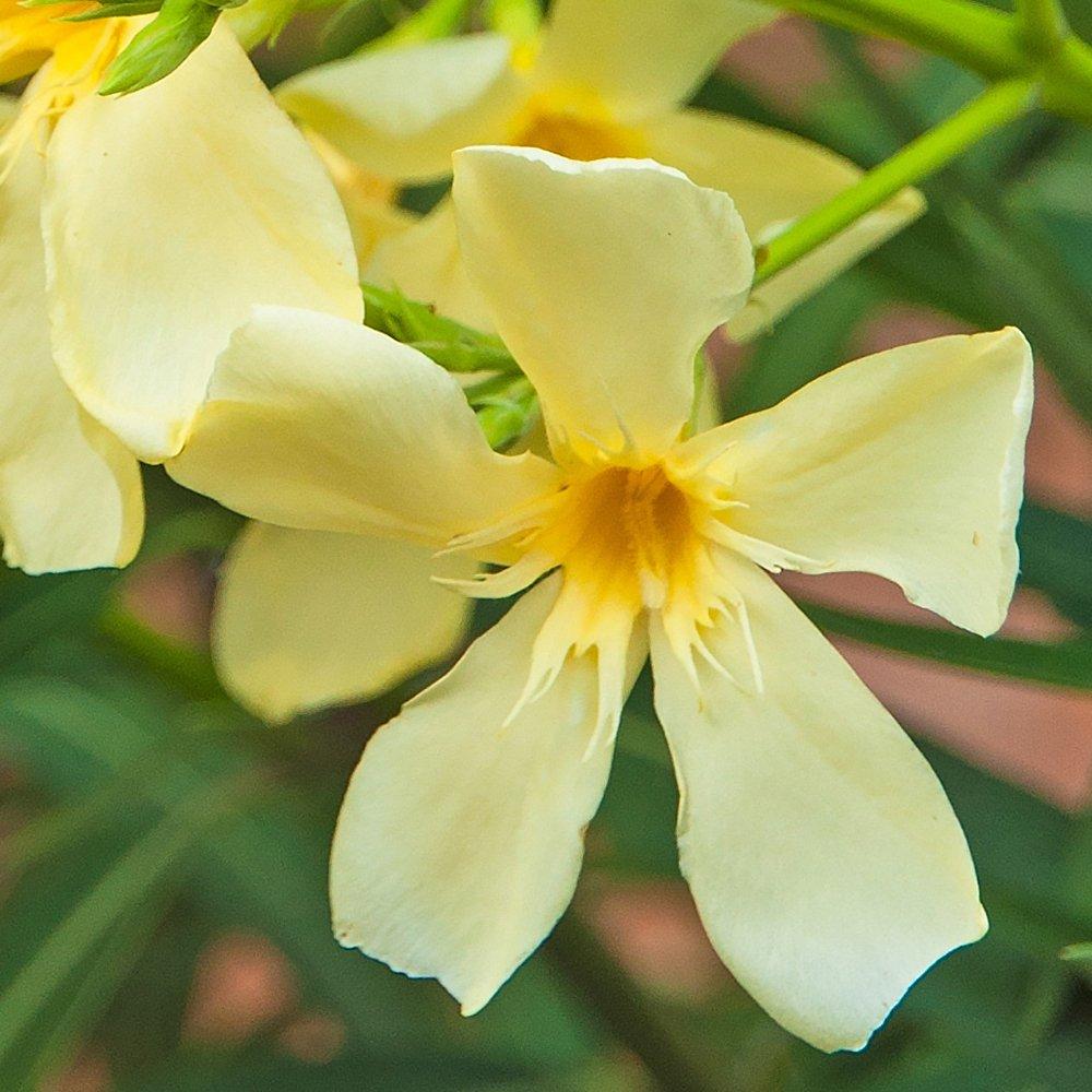 Yellow - YouGarden - Oleander Bush Yellow Angiolo Pucci 15cm - 3