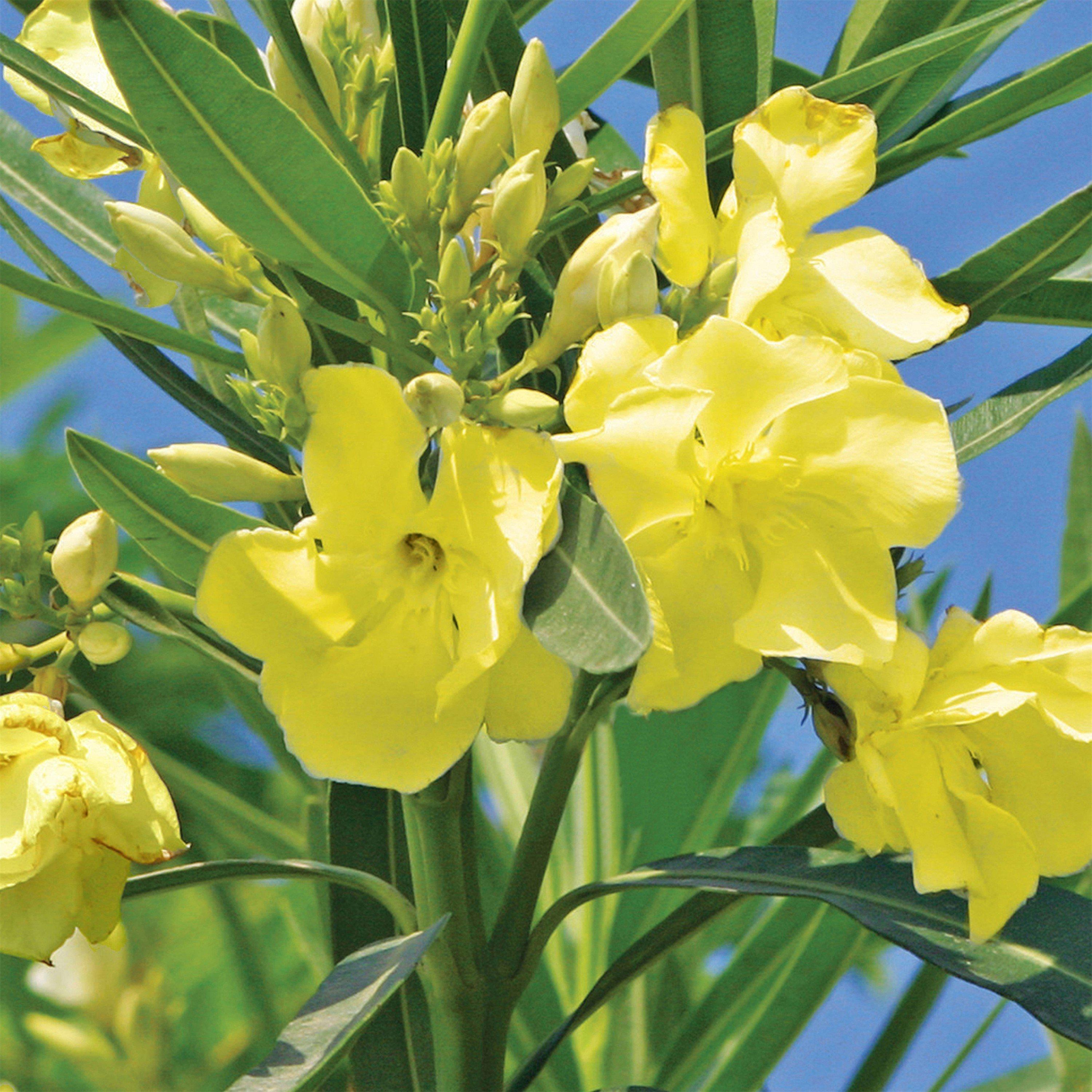 Yellow - YouGarden - Oleander Bush Yellow Angiolo Pucci 15cm - 4