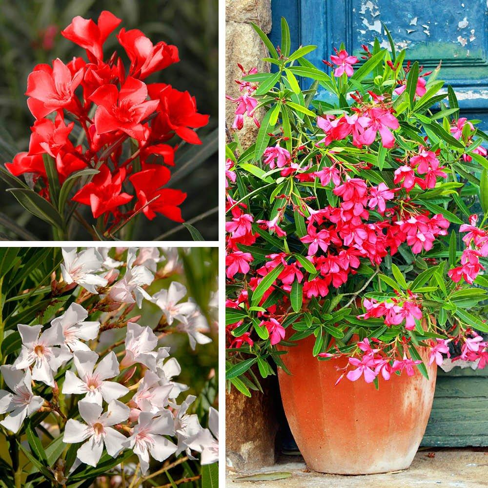 Multi - YouGarden - Oleander Bush Collection 15cm x3 - 1