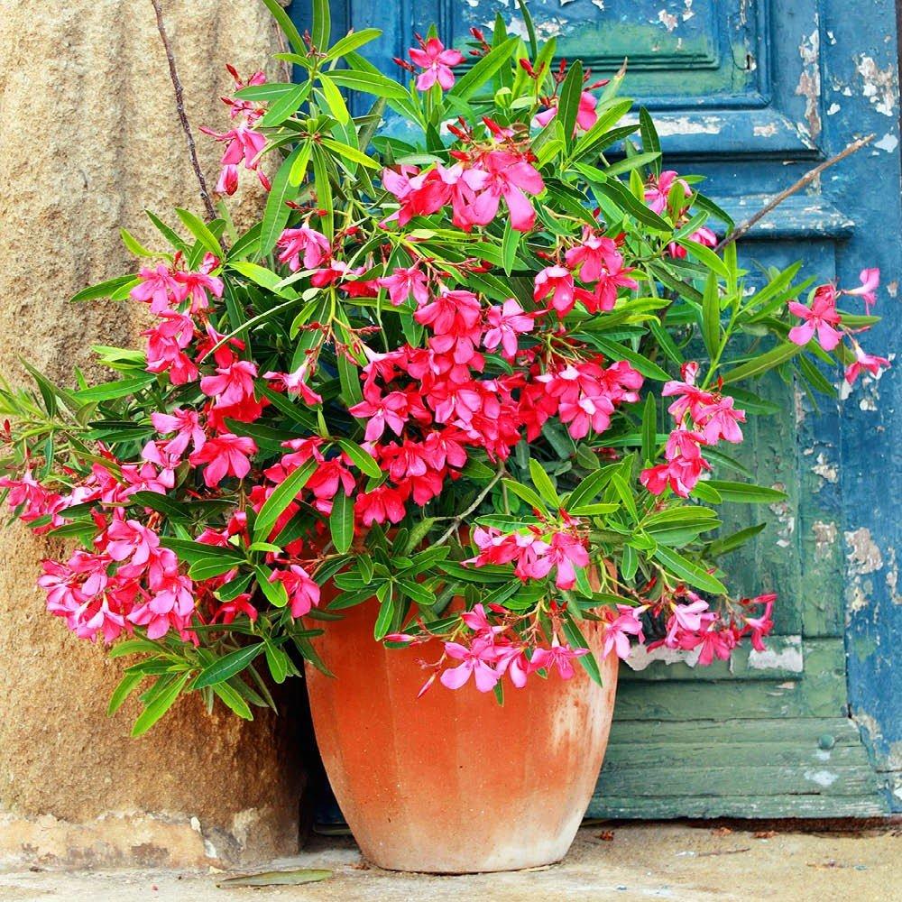 Multi - YouGarden - Oleander Bush Collection 15cm x3 - 4