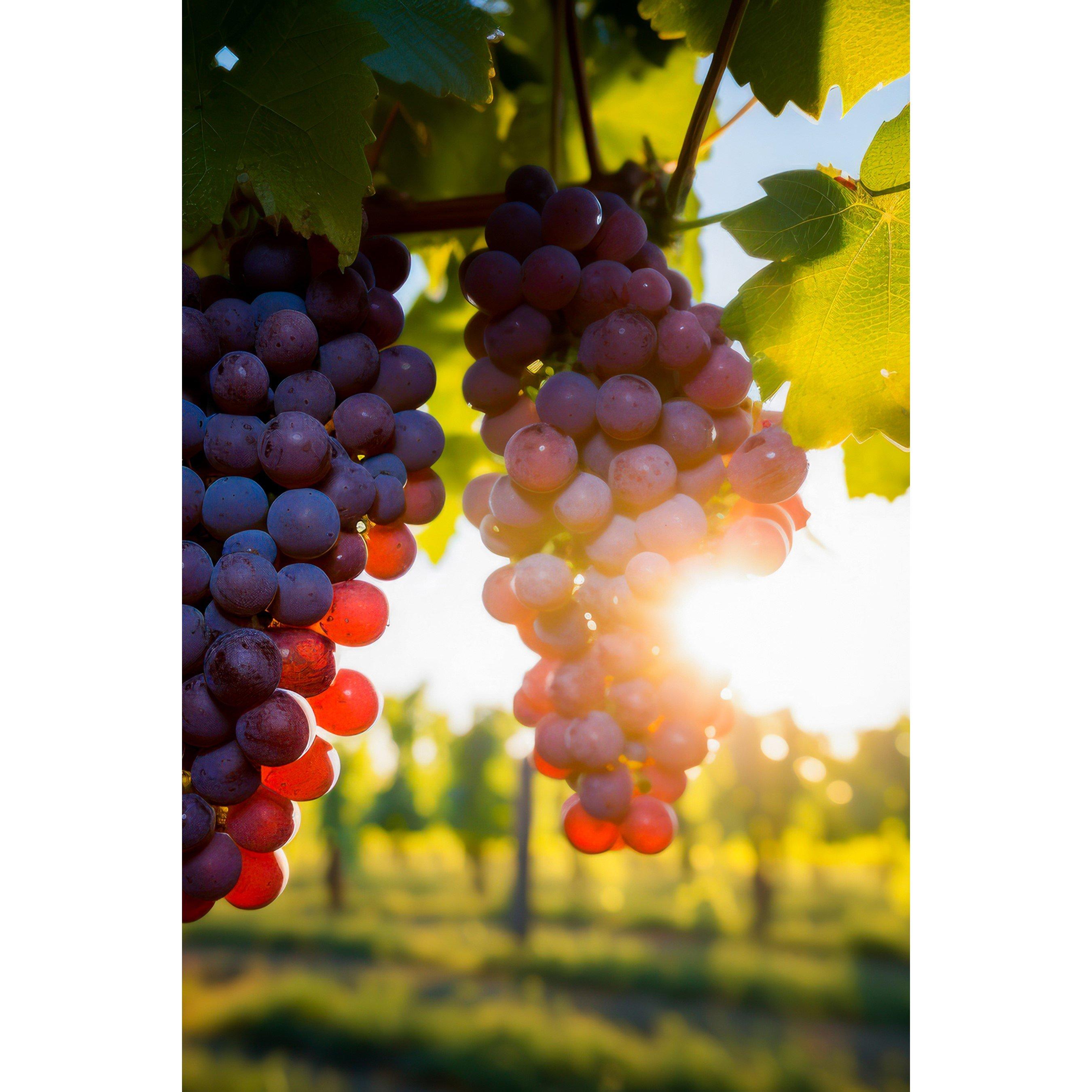 None - Activity Superstore - Vineyard Tour & Lunch - 2