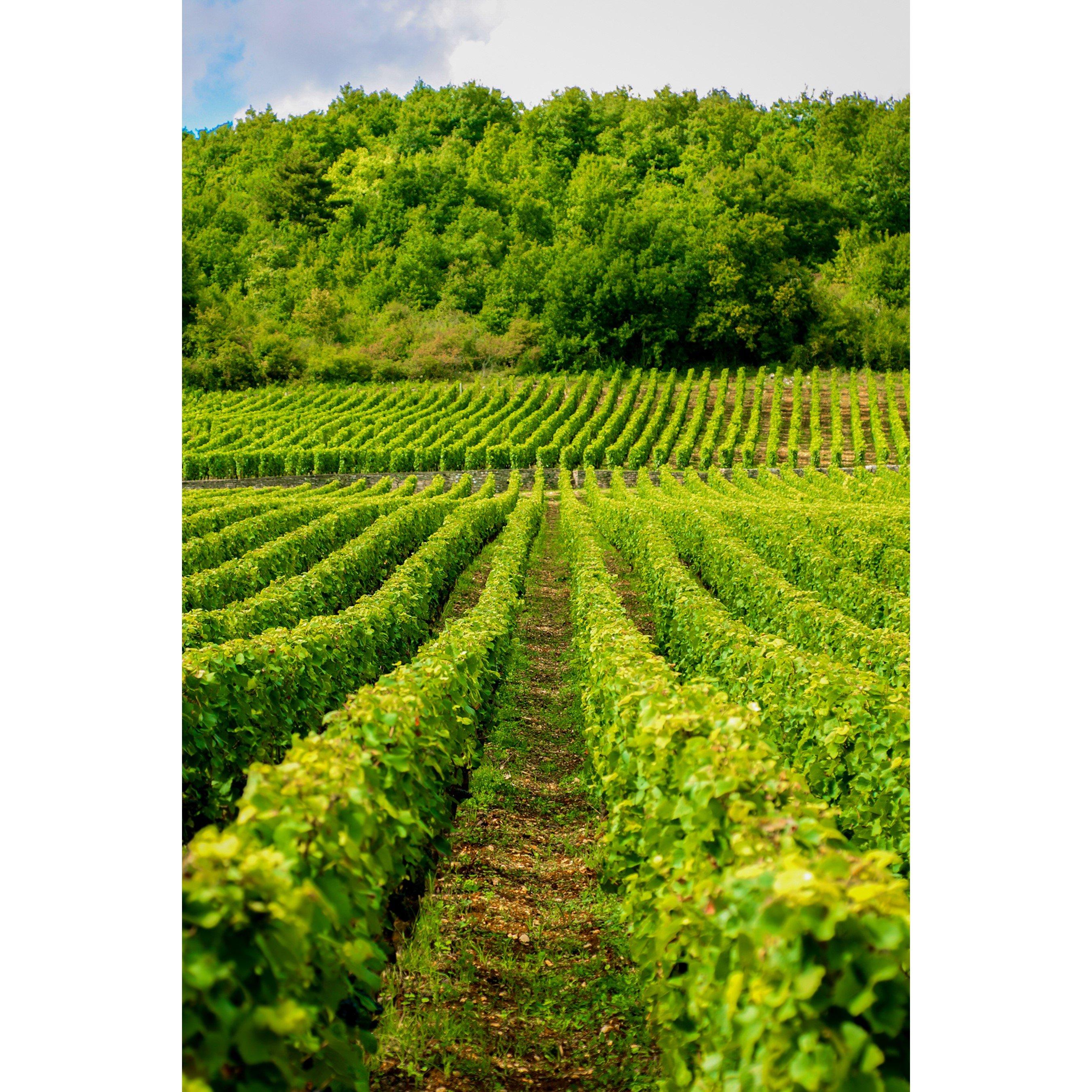 None - Activity Superstore - Vineyard Tour & Lunch - 3