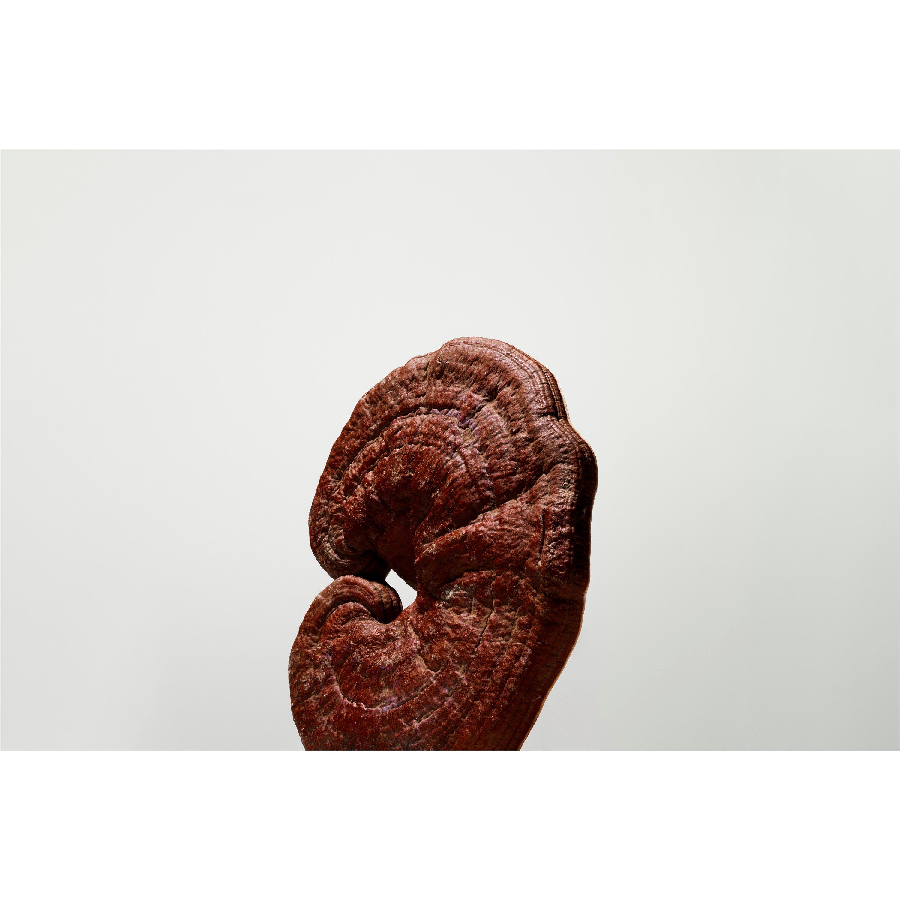 None - Origins - Mega-Mushroom Relief & Resilience Soothing Treatment Lotion, 200ml - 7