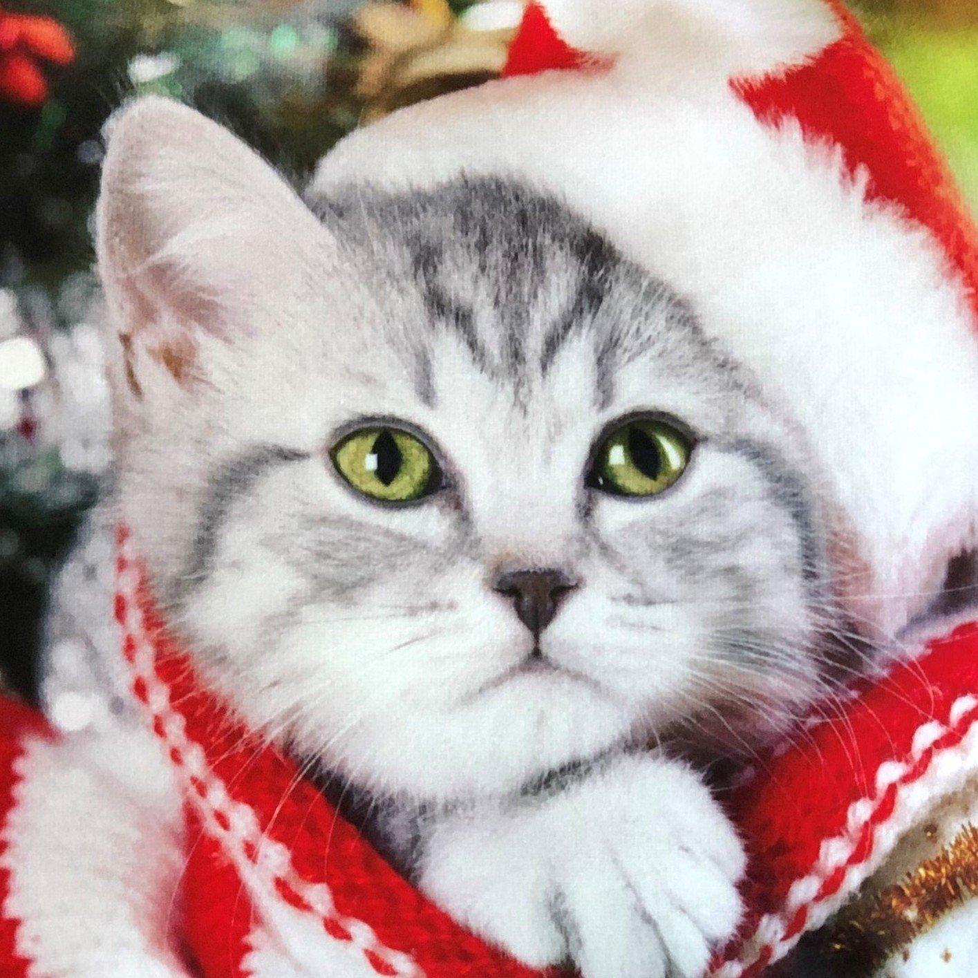 Multicolour - Alan Symonds - Cat Velvet Christmas Cushion - 3