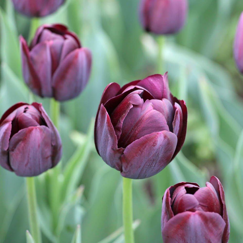 Black - YouGarden - Tulip Queen of the Night 15 bulbs size 10/11 - 1