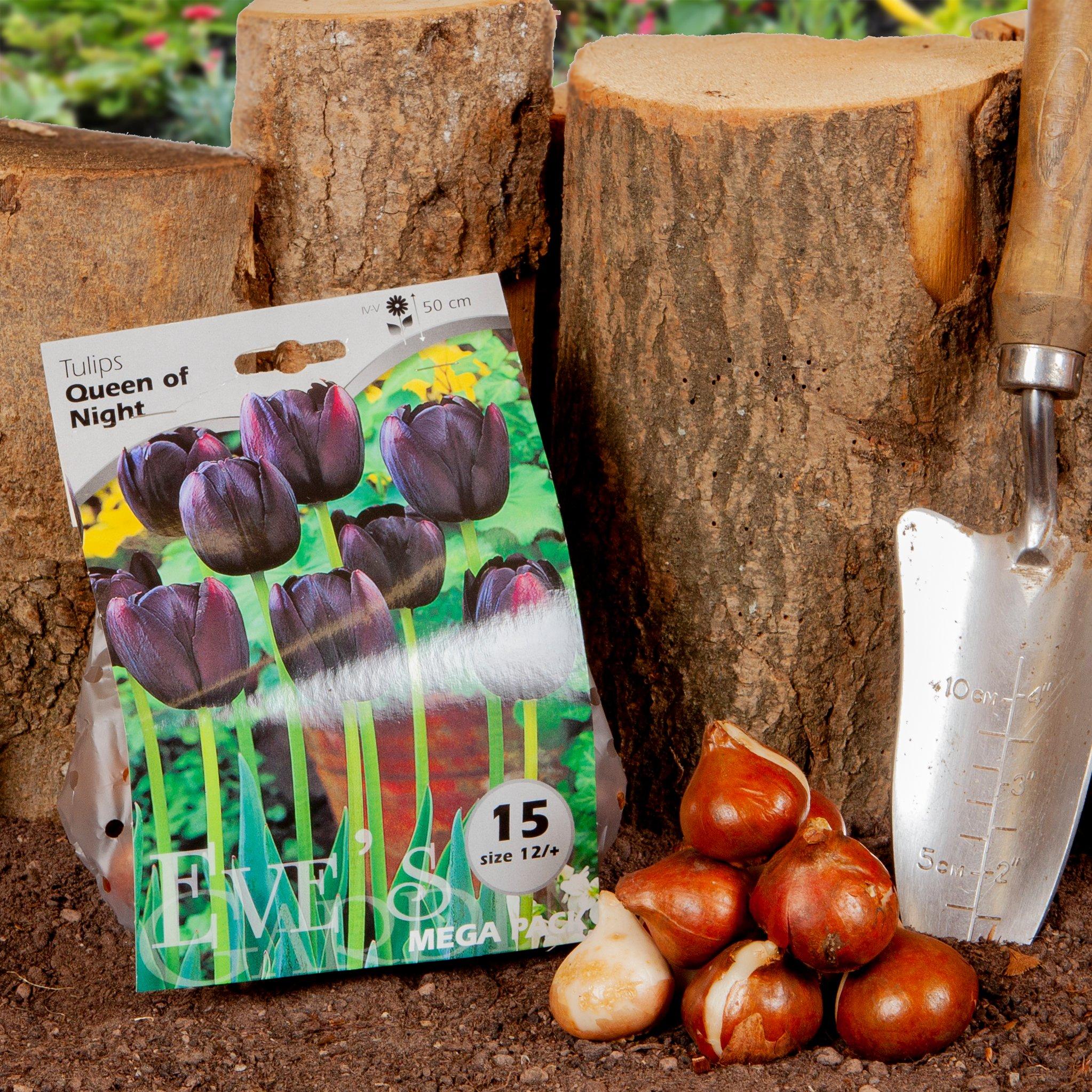 Black - YouGarden - Tulip Queen of the Night 15 bulbs size 10/11 - 4