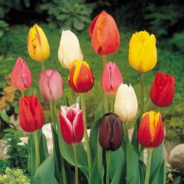 YouGarden Tulip Triumph Mixed 15 bulbs size 10/11