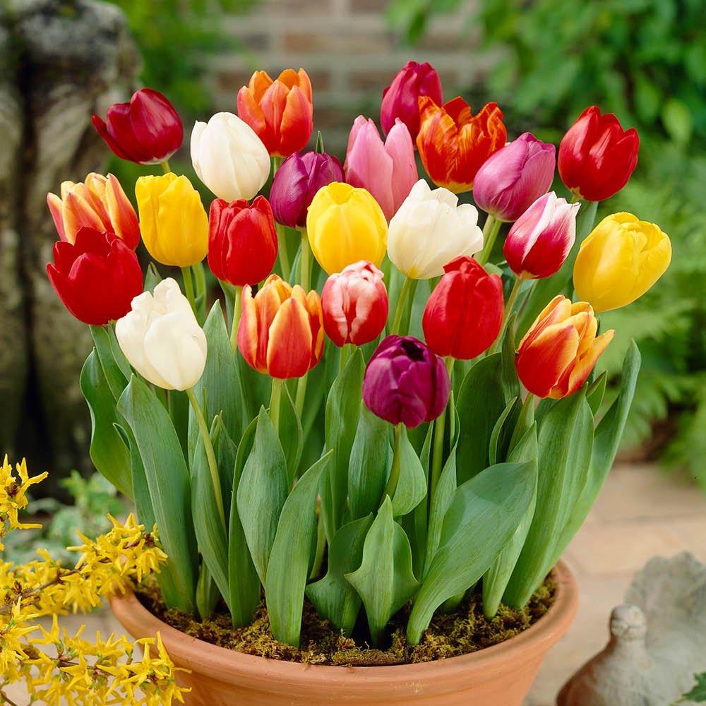 Multi - YouGarden - Tulip Triumph Mixed 15 bulbs size 10/11 - 2