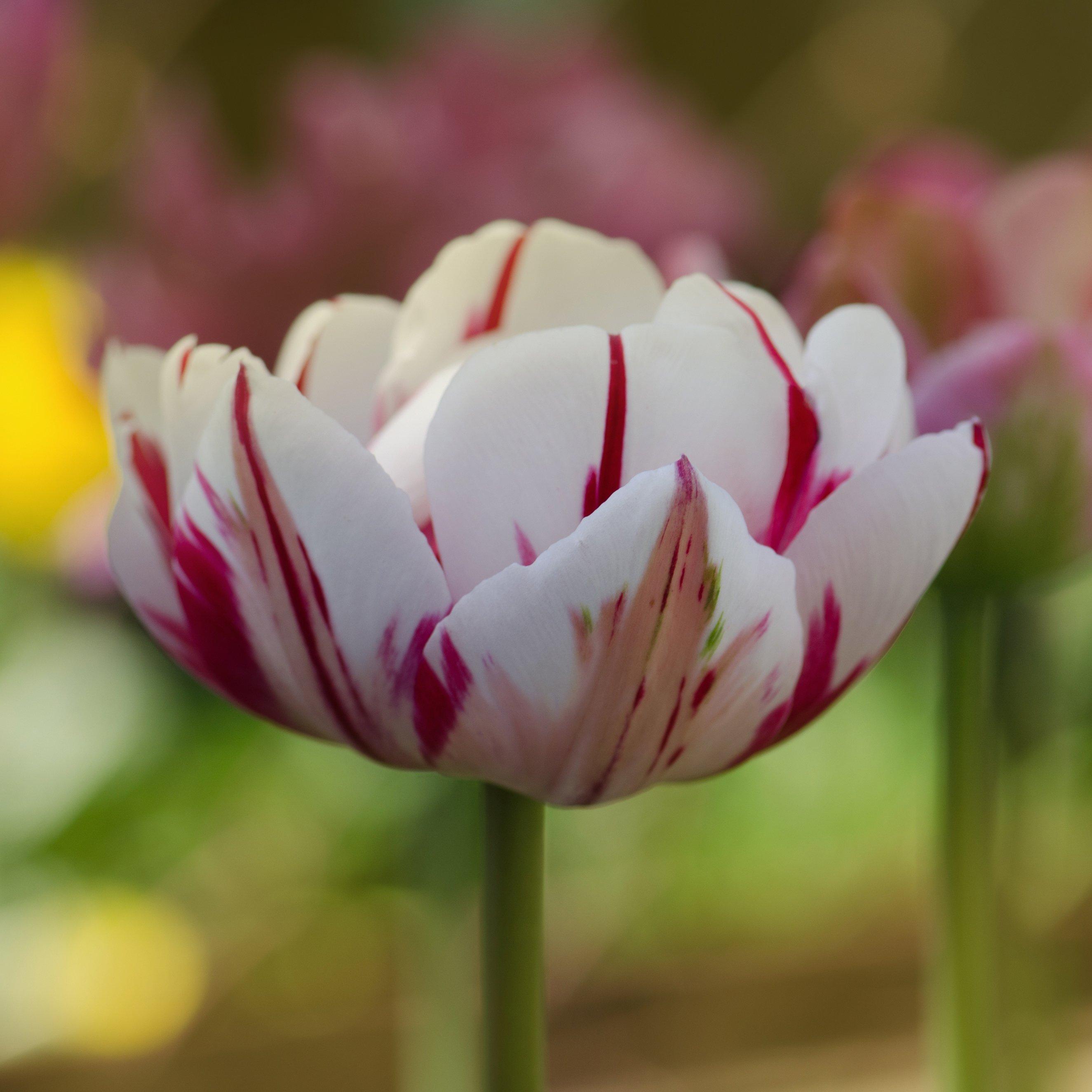 Multi - YouGarden - Tulips Carnaval de Nice 10 bulbs size 10/11 - 2