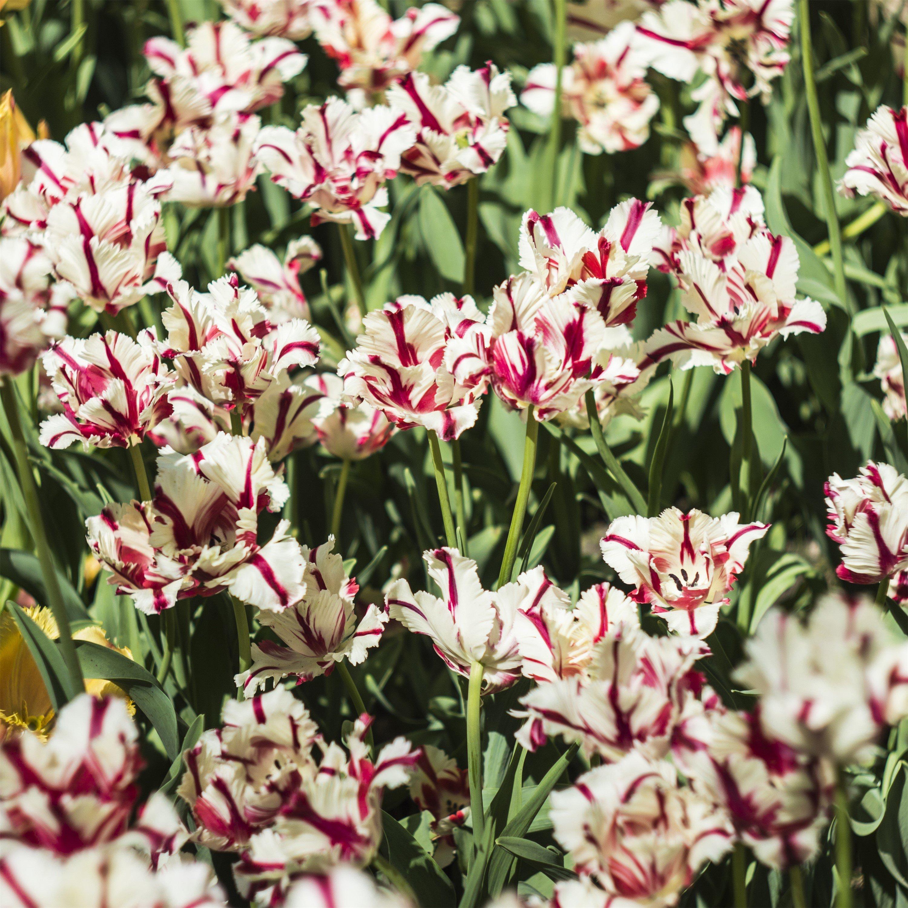 Multi - YouGarden - Tulips Carnaval de Nice 10 bulbs size 10/11 - 3