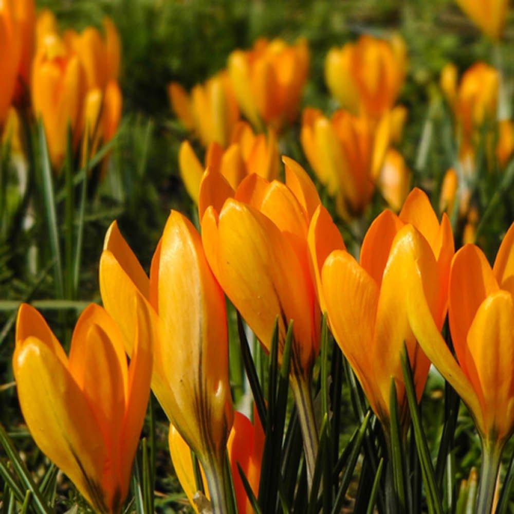 Multi - YouGarden - Crocus Large flowered Yellow 20 bulbs size 7/8 - 1