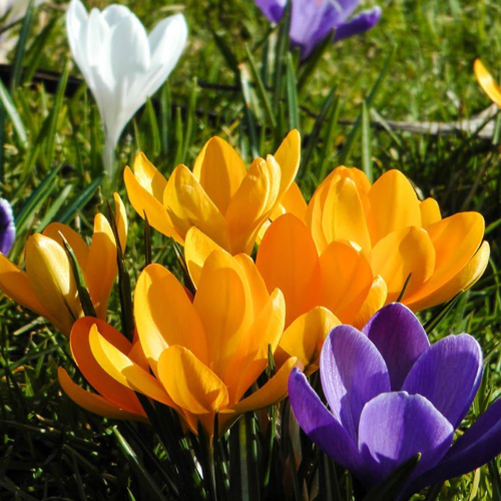 Multi - YouGarden - Crocus Large flowered Yellow 20 bulbs size 7/8 - 2