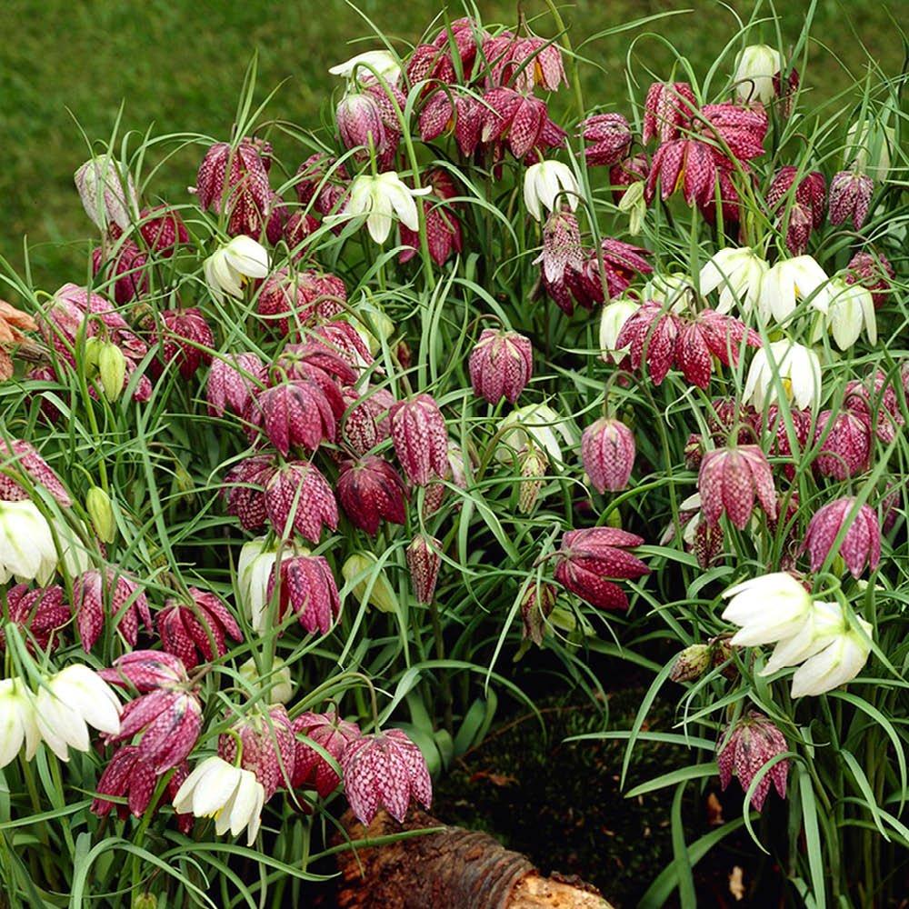 Multi - YouGarden - Fritillaria meleagris mixed 25 bulbs size 6/7 - 1