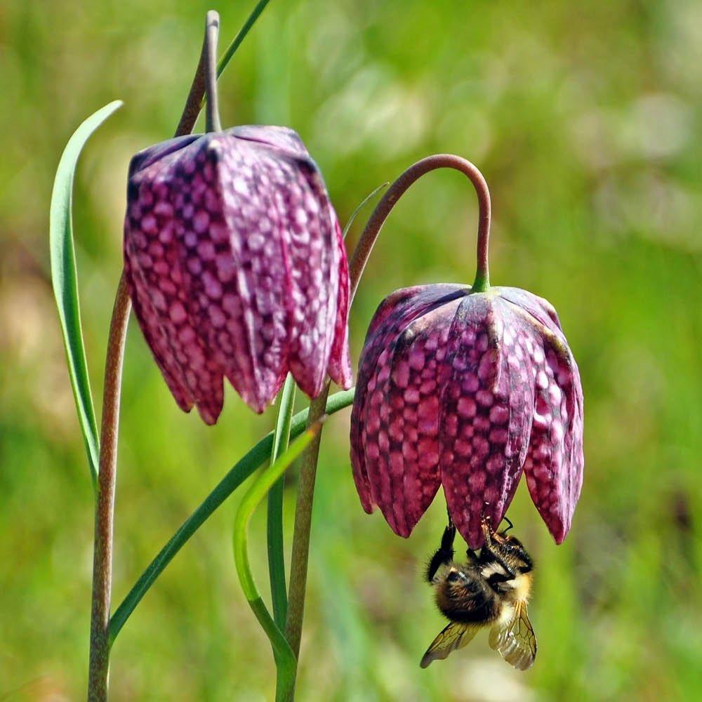 Multi - YouGarden - Fritillaria meleagris mixed 25 bulbs size 6/7 - 2
