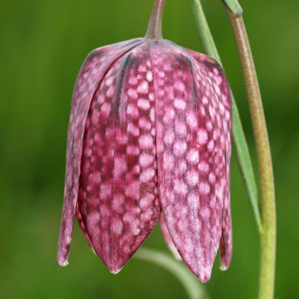 Multi - YouGarden - Fritillaria meleagris mixed 25 bulbs size 6/7 - 3