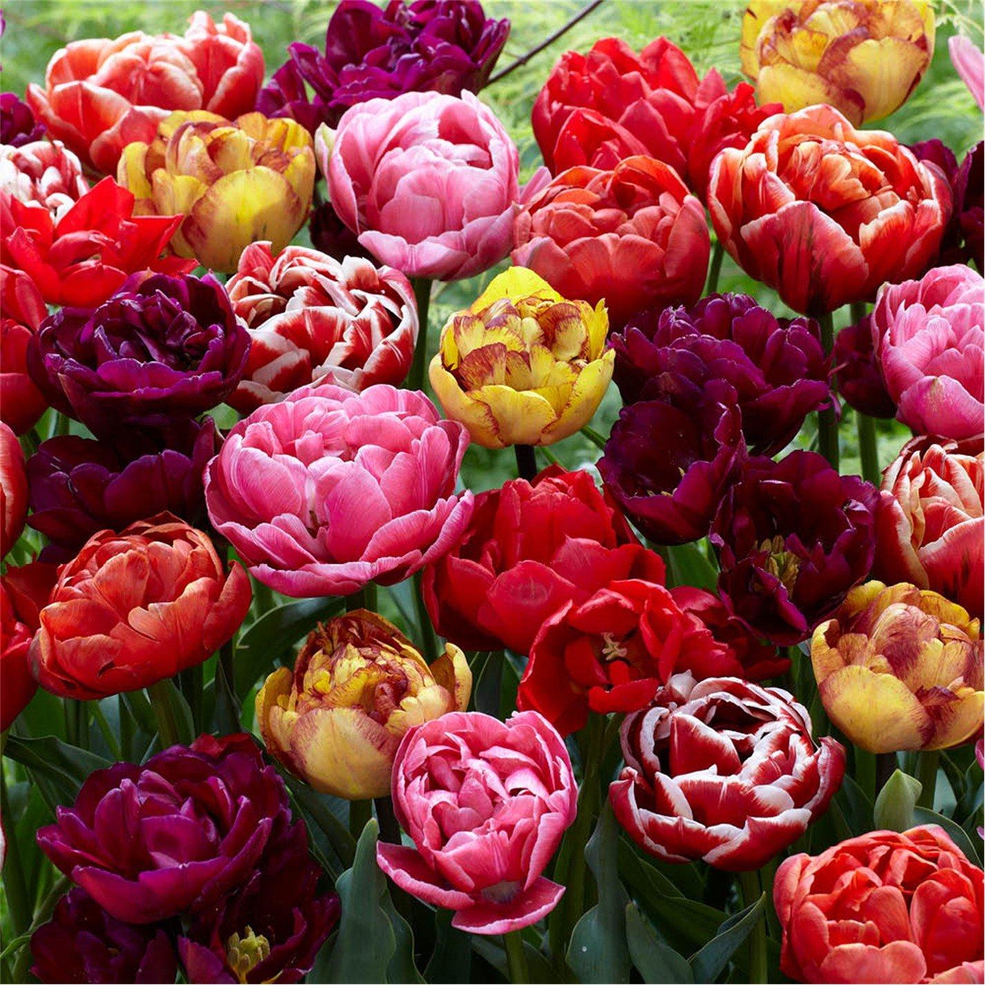 Multi - YouGarden - Tulip Springtime Doubles mix 15 bulbs size 10+ - 1