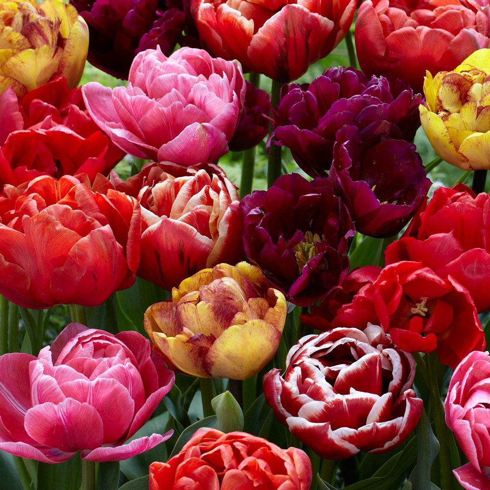 Multi - YouGarden - Tulip Springtime Doubles mix 15 bulbs size 10+ - 2